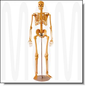Gliederpuppe Skelett, 176cm. Achtung: Nicht mehr lieferbar!!!