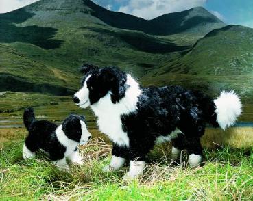 Border Collie Mary