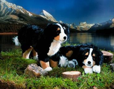 Berner Sennenhund, liegend