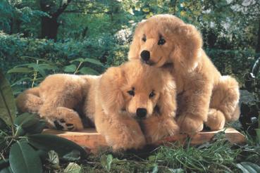 Golden Retriever Welpe, liegend