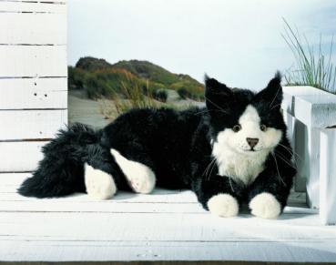 Maine Coon Kater, schwarz