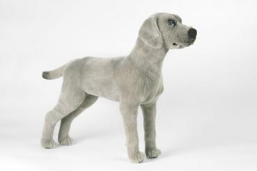 Weimaraner, grau