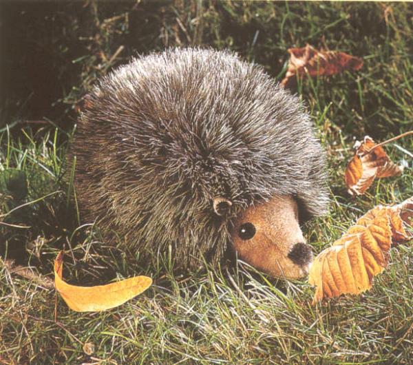 Igel