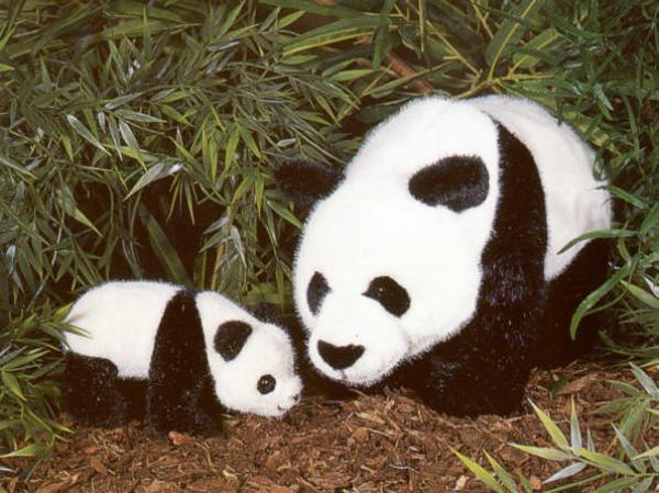 Panda-Baby